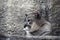 Puma animal portrait at grey stone wall background.