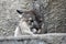 Puma animal portrait at grey stone wall background.