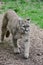 Puma, Big Cat Sanctuary, Smarden, Kent, England, UK