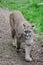Puma, Big Cat Sanctuary, Smarden, Kent, England, UK