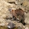 Puma Camouflaged on Rocks Looking Up