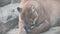 Puma or catamount Puma concolor grooming its foot lying near big stony background