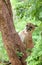 Puma climbing on tree