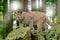 Puma concolor, known as the mountain lion, panther, in green vegetation, Mexico. Wildlife scene from nature. Dangerous Cougar sitt