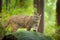 Puma concolor, known as the mountain lion, panther, in green vegetation, Mexico. Wildlife scene from nature. Dangerous Cougar sitt