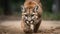 Puma. Cougar Closeup Portrait. Mountain lion.