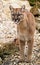 Puma cougar mountain lion