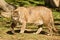 Puma, Cougar or Mountain Lion