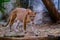 Puma cougar portrait in the zoo