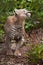 Puma cougar  preparing to jump, close-up of a powerful muscular body of the beast on a background of green jungle grass, green