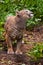 Puma cougar  preparing to jump, close-up of a powerful muscular body of the beast on a background of green jungle grass, green