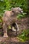 Puma cougar  preparing to jump, close-up of a powerful muscular body of the beast on a background of green jungle grass, green