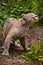 Puma cougar  preparing to jump, close-up of a powerful muscular body of the beast on a background of green jungle grass, green