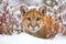 puma crouching near a snow-covered bush