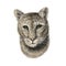 Puma head, sketch vector graphic colorful illustration on white background. Hand drawn American mountain lion portrait