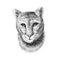 Puma head, sketch vector graphic monochrome illustration on white background. Hand drawn American mountain lion portrait