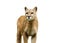 puma isolated on the white background