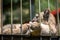 Puma lying in a cage at the zoo shows a finger to visitors