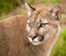 Puma mountain lion cougar
