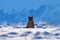 Puma, nature winter habitat with snow, Torres del Paine, Chile. Wild big cat Cougar, Puma concolor, hidden portrait of dangerous