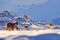 Puma, nature winter habitat with snow, Torres del Paine, Chile. Wild big cat Cougar, Puma concolor, Snow sunset light and