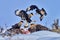 Puma, nature wintet habitat with snow, Torres del Paine, Chile. Wild big cat Cougar, Puma concolor, hidden portrait of dangerous