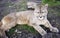 Puma Torres del Paine Chilean Patagonia