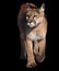 Puma walking at camera isolated at black