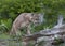 Puma walking on a log