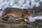 Puma walking in mountain environment, Torres del Paine National Park,