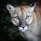 Puma, wild cat eyes, A portrait of a feral cat