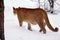 Puma in the winter woods, Mountain Lion look. Mountain lion hunts in a snowy forest. Wild cat on snow. Eyes of a