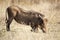 Pumba who is a Warthog eating in the African savannah of the Pilanesberg National Park in South Africa