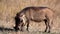 Pumba who is a Warthog eating in the African savannah of the Pilanesberg National Park in South Africa