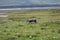 Pumbaa Warthog in Ngorongoro Conservation Area