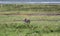 Pumbaa Warthog in Ngorongoro Conservation Area