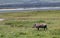 Pumbaa Warthog in Ngorongoro Conservation Area