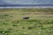 Pumbaa Warthog in Ngorongoro Conservation Area