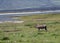 Pumbaa Warthog in Ngorongoro Conservation Area