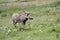 Pumbaa Warthog in Ngorongoro Conservation Area