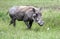 Pumbaa Warthog in Ngorongoro Conservation Area