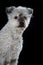 Pumi dog on black background