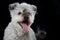 Pumi dog on black background