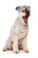 Pumi dog on white background