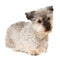 Pumi dog on white background