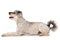 Pumi dog on white background