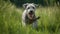 Pumi\\\'s Playful Tug of War in a Green Meadow