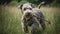 Pumi\\\'s Playful Tug of War in a Green Meadow