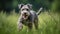 Pumi\\\'s Playful Tug of War in a Green Meadow