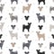 Pumi seamless pattern. Different poses, coat colors set